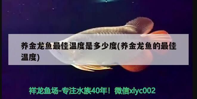 養金龍魚最佳溫度是多少度(養金龍魚的最佳溫度) 養金龍魚最佳溫度是多少度(養金龍魚的最佳溫度) 觀賞魚百科