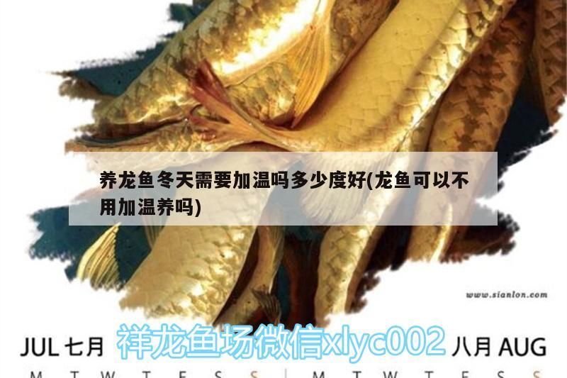 養龍魚冬天需要加溫嗎多少度好(龍魚可以不用加溫養嗎)