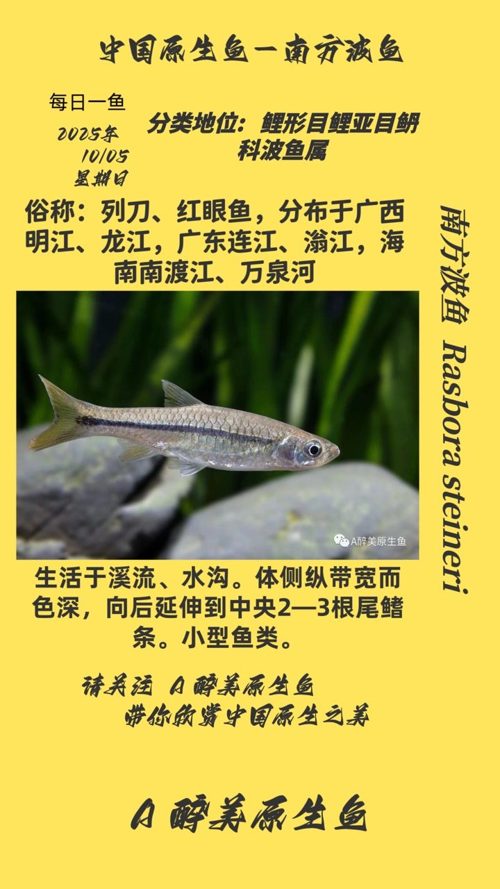 魚缸用增氧泵價格是多少:魚缸增氧機-xtrac增氧機-xtrac增氧機 南方波魚(南方波魚的體型通常較大,體重可達1至2公斤,體重可達2公斤) 龍魚論壇 南方波魚(南方波魚的體型通常較大,體重可達1至2公斤,體重可達2公斤) 南方波魚(南方波魚的體型通常較大,體重可達1至2公斤,體重可達2公斤) 龍魚論壇
