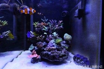 金龍魚客服電話接通率高嗎？