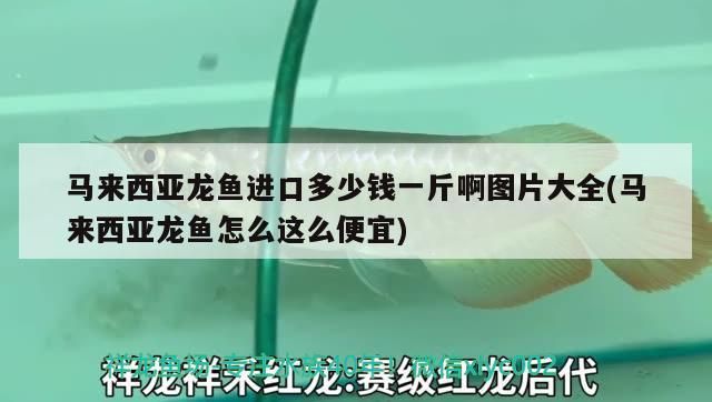 馬來西亞龍魚進口多少錢一斤啊圖片大全(馬來西亞龍魚怎么這么便宜)（馬來西亞龍魚進口多少錢一斤啊）