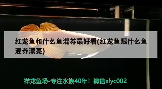 紅龍魚和什么魚混養最好看(紅龍魚跟什么魚混養漂亮)