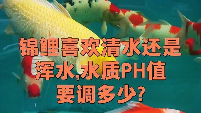 如何調(diào)節(jié)龍魚和錦鯉的水質(zhì)差異（錦鯉養(yǎng)殖技巧之水質(zhì)篇） 如何調(diào)節(jié)龍魚和錦鯉的水質(zhì)差異（錦鯉養(yǎng)殖技巧之水質(zhì)篇） 龍魚百科 第2張