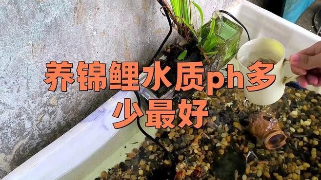 如何調(diào)節(jié)龍魚和錦鯉的水質(zhì)差異（錦鯉養(yǎng)殖技巧之水質(zhì)篇） 如何調(diào)節(jié)龍魚和錦鯉的水質(zhì)差異（錦鯉養(yǎng)殖技巧之水質(zhì)篇） 龍魚百科 第1張