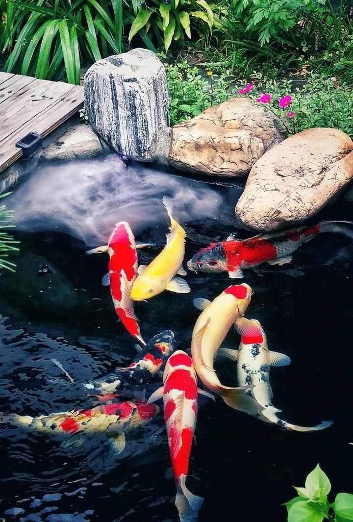 如何調(diào)節(jié)龍魚和錦鯉的水質(zhì)差異（錦鯉養(yǎng)殖技巧之水質(zhì)篇） 如何調(diào)節(jié)龍魚和錦鯉的水質(zhì)差異（錦鯉養(yǎng)殖技巧之水質(zhì)篇） 龍魚百科 第4張