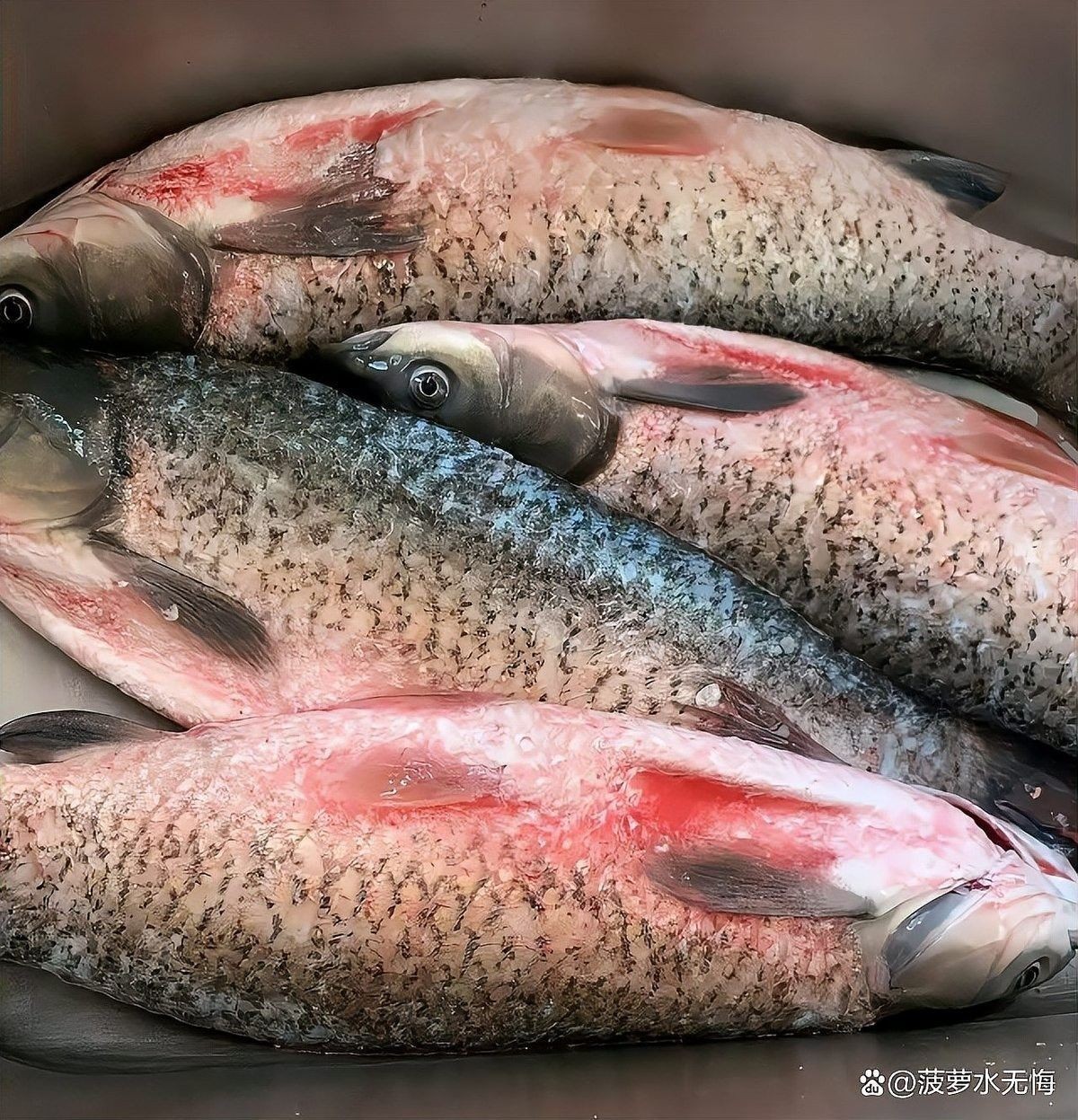 腌制龍魚時需要多長時間？（九派專欄:干腌、濕腌、混合腌法全攻略犇犇）