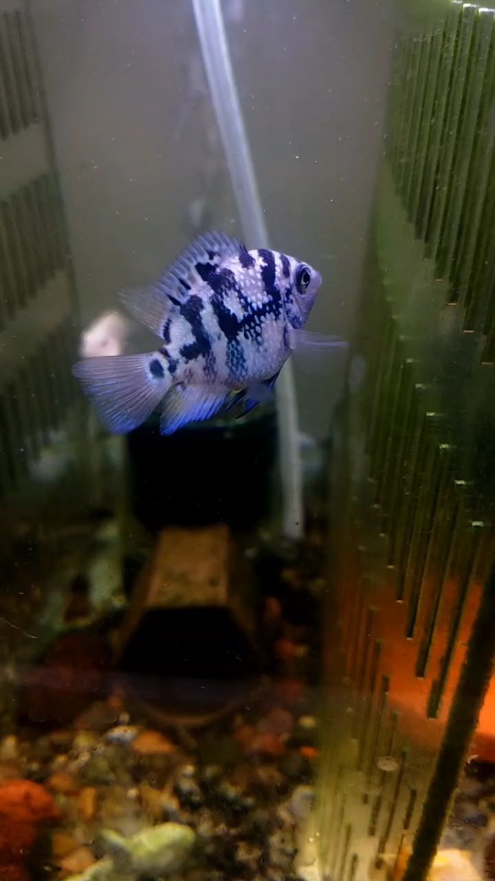 迷你小魚越來越出彩了吧（迷你小魚市場前景如何） 迷你小魚越來越出彩了吧（迷你小魚市場前景如何） 龍魚論壇