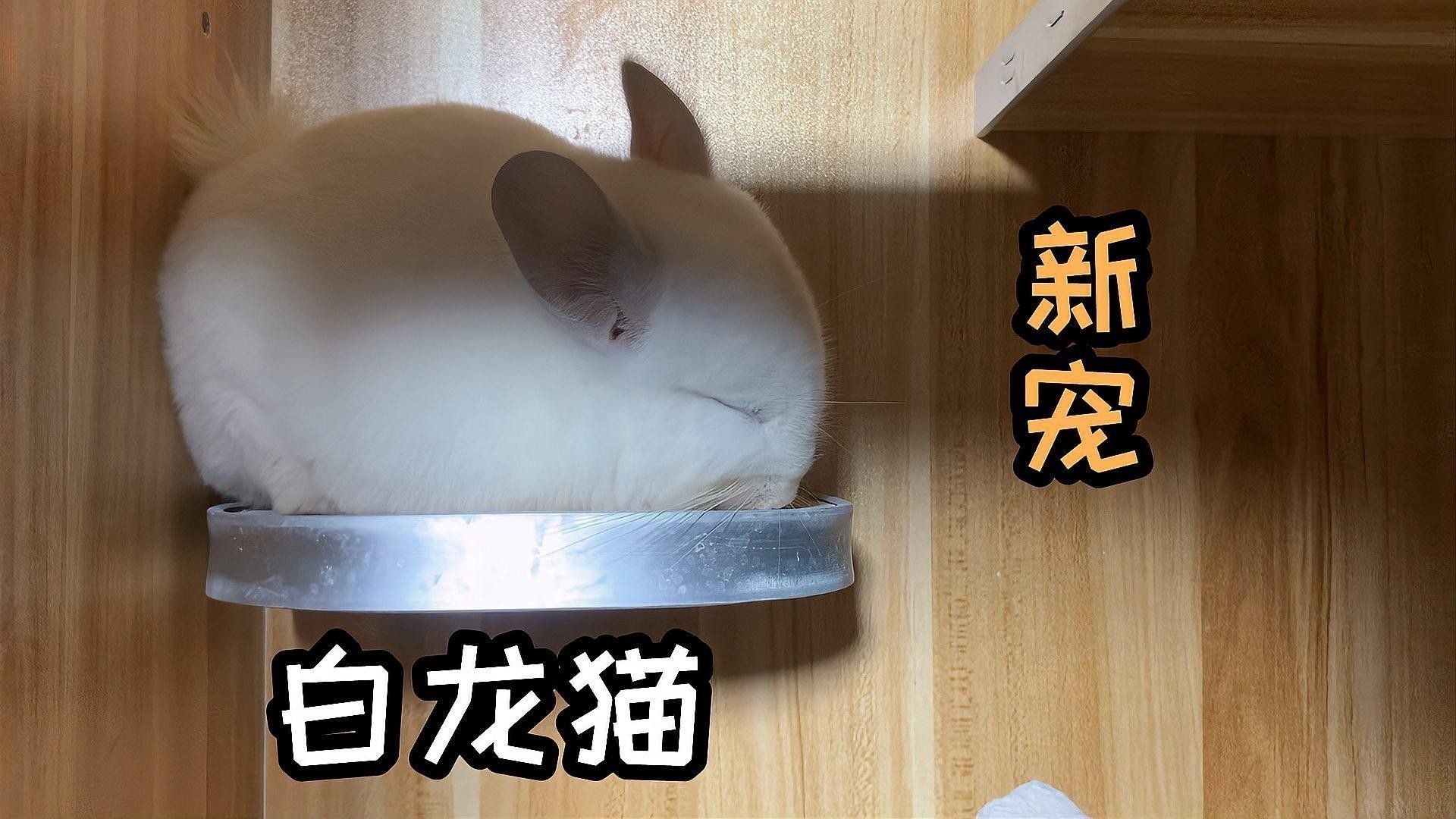 白色龍貓有哪些品種（白色龍貓的種類）