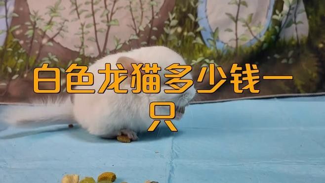 白色龍貓有哪些品種（白色龍貓的種類）