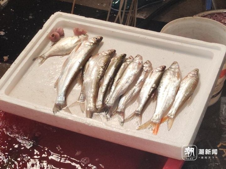 杭州龍魚市場的營業(yè)時間是（杭州龍魚市場的營業(yè)時間是每天9點至下午6點至下午6點） 杭州龍魚市場的營業(yè)時間是（杭州龍魚市場的營業(yè)時間是每天9點至下午6點至下午6點） 龍魚百科 第3張