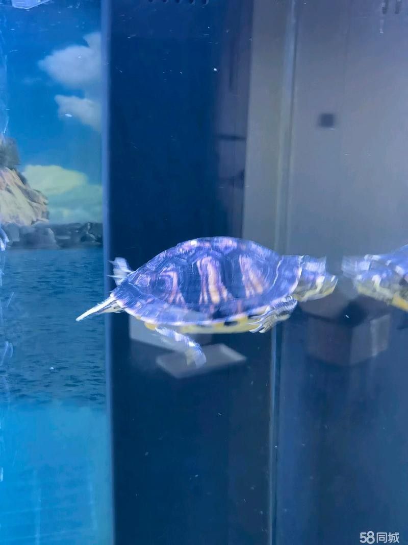 如何聯系包頭龍魚批發市場（包頭龍魚批發市場）