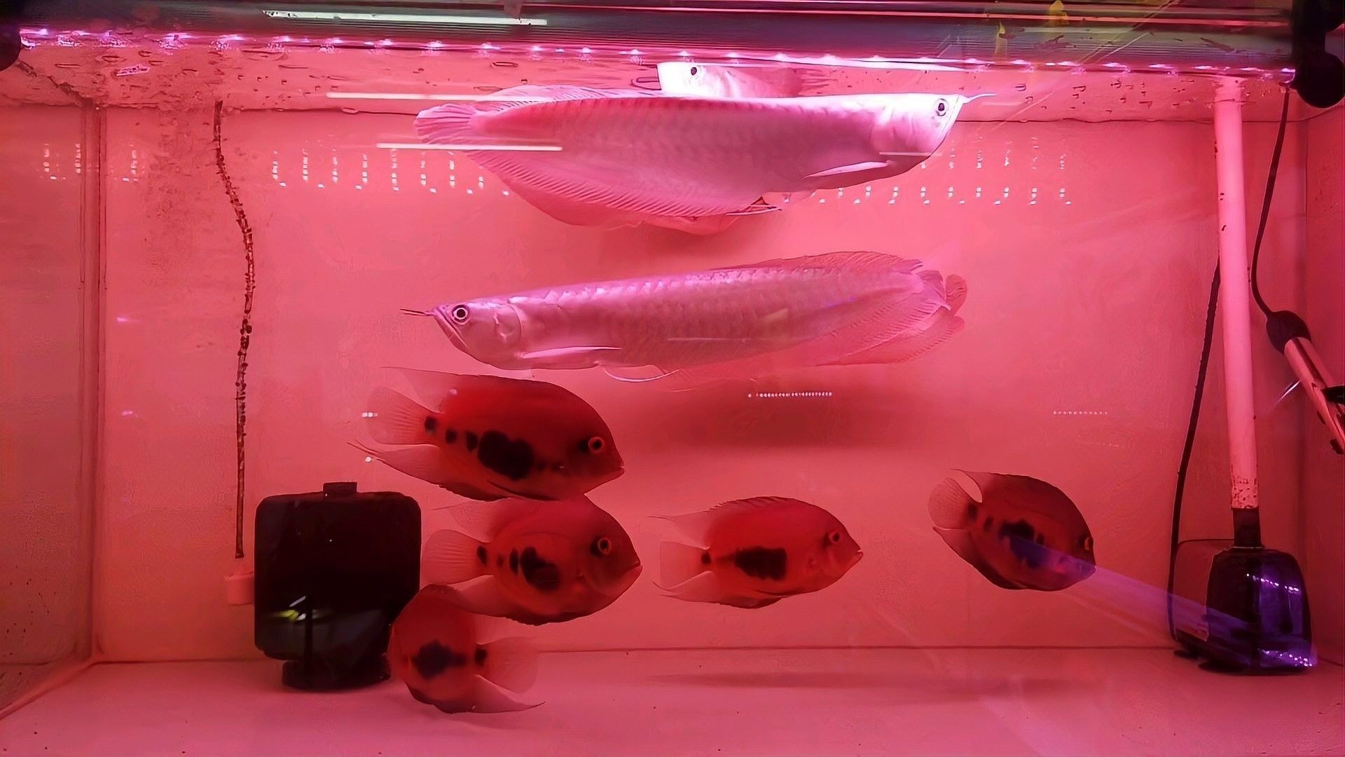 推薦一些與黑云魚混養的魚種 推薦一些與黑云魚混養的魚種 龍魚百科 第1張