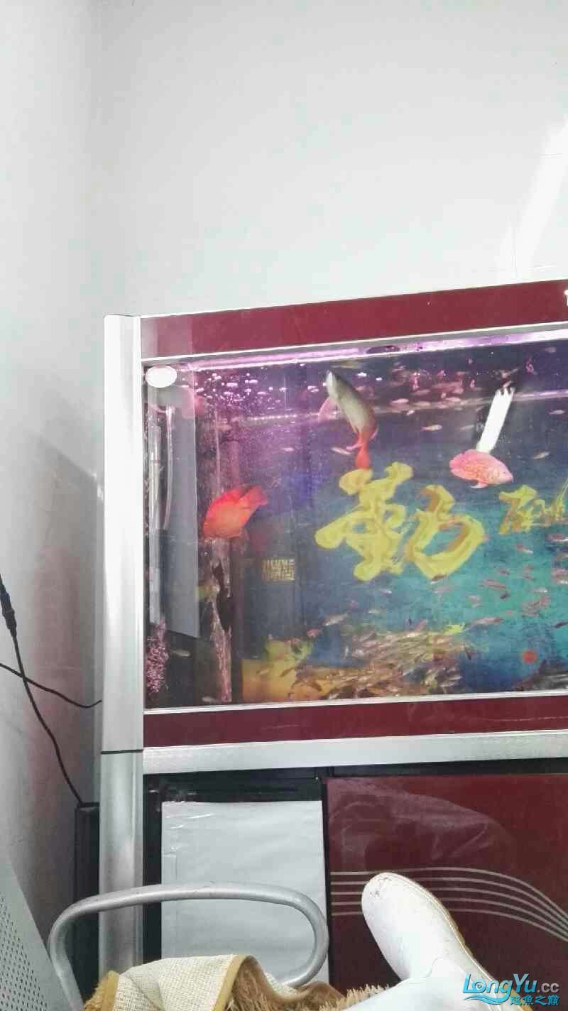 這龍是打瞌睡嗎還是難受生病了(關于“這龍是打瞌睡還是難受生病了”的問題) 觀賞魚百科 第1張 這龍是打瞌睡嗎還是難受生病了(關于“這龍是打瞌睡還是難受生病了”的問題) 這龍是打瞌睡嗎還是難受生病了(關于“這龍是打瞌睡還是難受生病了”的問題) 觀賞魚百科 第1張