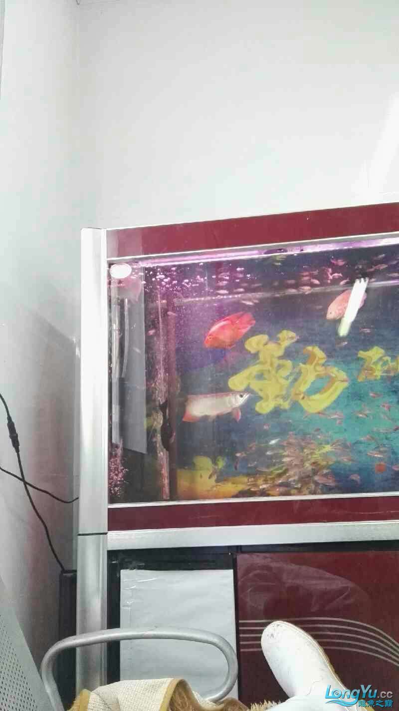 這龍是打瞌睡嗎還是難受生病了(關于“這龍是打瞌睡還是難受生病了”的問題) 觀賞魚百科 第3張 這龍是打瞌睡嗎還是難受生病了(關于“這龍是打瞌睡還是難受生病了”的問題) 這龍是打瞌睡嗎還是難受生病了(關于“這龍是打瞌睡還是難受生病了”的問題) 觀賞魚百科 第3張