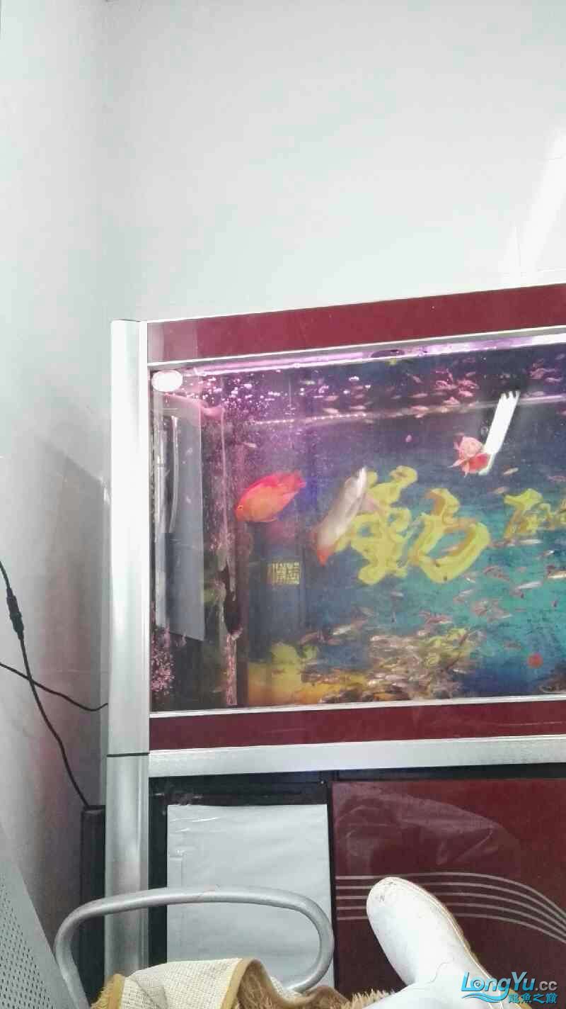 這龍是打瞌睡嗎還是難受生病了(關于“這龍是打瞌睡還是難受生病了”的問題) 觀賞魚百科 第2張 這龍是打瞌睡嗎還是難受生病了(關于“這龍是打瞌睡還是難受生病了”的問題) 這龍是打瞌睡嗎還是難受生病了(關于“這龍是打瞌睡還是難受生病了”的問題) 觀賞魚百科 第2張
