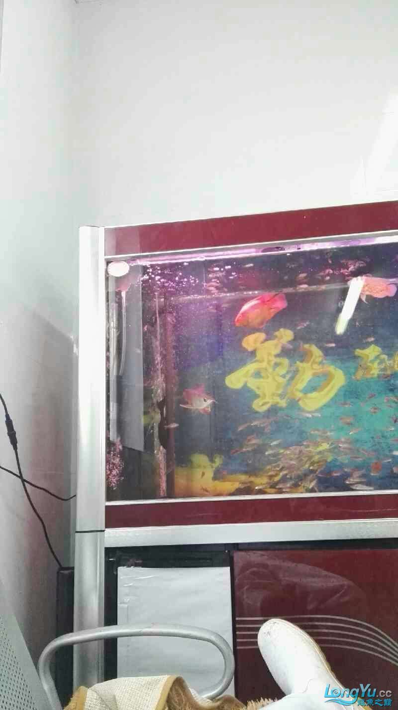 這龍是打瞌睡嗎還是難受生病了(關于“這龍是打瞌睡還是難受生病了”的問題) 觀賞魚百科 第4張 這龍是打瞌睡嗎還是難受生病了(關于“這龍是打瞌睡還是難受生病了”的問題) 這龍是打瞌睡嗎還是難受生病了(關于“這龍是打瞌睡還是難受生病了”的問題) 觀賞魚百科 第4張