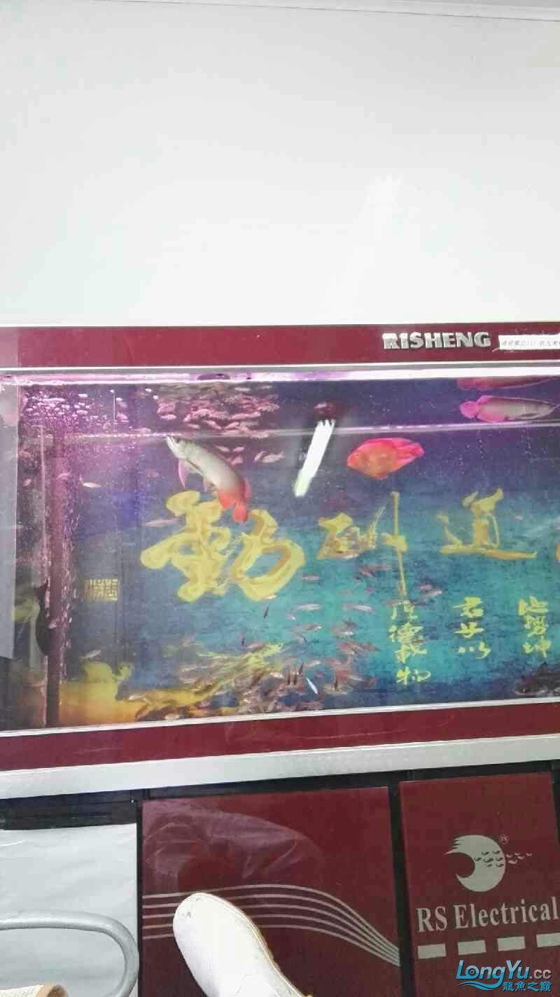 這龍是打瞌睡嗎還是難受生病了(關于“這龍是打瞌睡還是難受生病了”的問題) 觀賞魚百科 第5張 這龍是打瞌睡嗎還是難受生病了(關于“這龍是打瞌睡還是難受生病了”的問題) 這龍是打瞌睡嗎還是難受生病了(關于“這龍是打瞌睡還是難受生病了”的問題) 觀賞魚百科 第5張