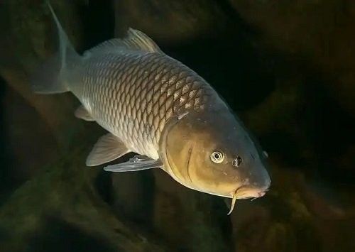 雷龍魚身上黑點如何治療