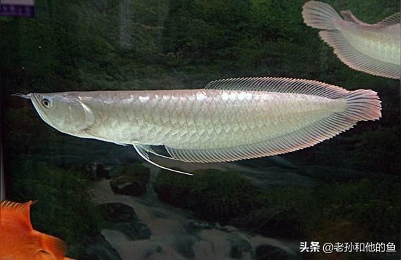 河源龍魚批發(fā)市場:有資深養(yǎng)龍魚的專家嗎（江原用語批發(fā)市場上買的紅魚叫什么名字，有培養(yǎng)資深用語的專家嗎）