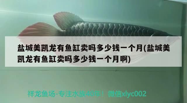 鹽城美凱龍有魚(yú)缸賣(mài)嗎多少錢(qián)一個(gè)月(鹽城美凱龍有魚(yú)缸賣(mài)嗎多少錢(qián)一個(gè)月啊)（鹽城美凱龍有魚(yú)缸賣(mài)嗎一個(gè)月和鹽城美凱龍有魚(yú)缸賣(mài)嗎） 鹽城美凱龍有魚(yú)缸賣(mài)嗎多少錢(qián)一個(gè)月(鹽城美凱龍有魚(yú)缸賣(mài)嗎多少錢(qián)一個(gè)月啊)（鹽城美凱龍有魚(yú)缸賣(mài)嗎一個(gè)月和鹽城美凱龍有魚(yú)缸賣(mài)嗎） 觀賞魚(yú)百科