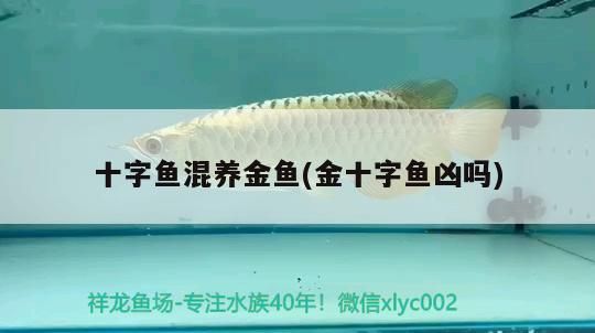 十字魚混養金魚(金十字魚兇嗎)（十字魚混養金魚的注意事項）