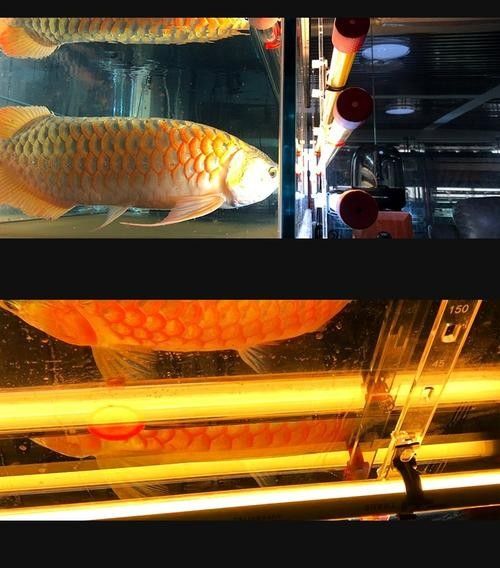 推薦幾款適合紅龍養殖的LED燈（紅龍養殖led燈具推薦）