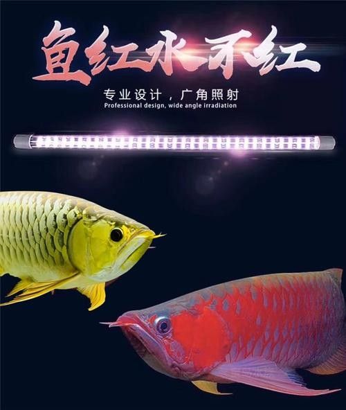 推薦幾款適合紅龍養殖的LED燈（紅龍養殖led燈具推薦）