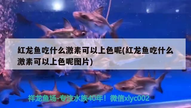 紅龍魚吃什么激素可以上色呢(紅龍魚吃什么激素可以上色呢圖片)（紅龍魚吃什么激素可以上色）