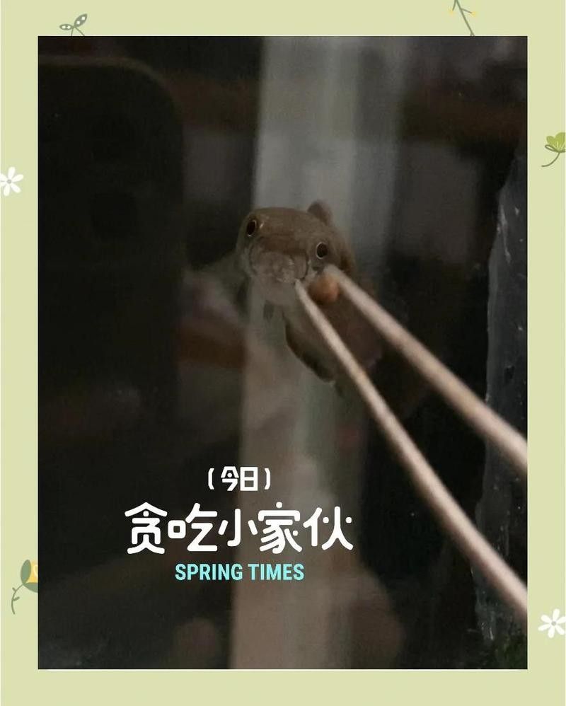 哪些品種的雷龍魚更容易繁殖（哪些雷龍魚更容易繁殖）