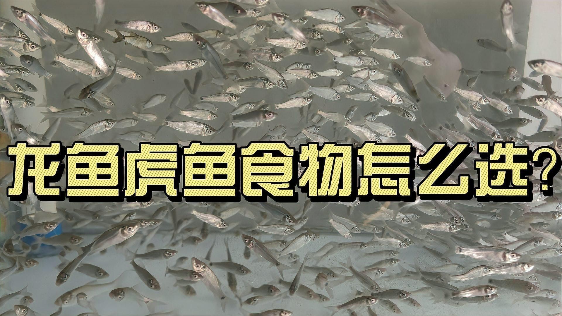 龍魚和虎魚的食物有哪些（龍魚和虎魚的食物選擇）