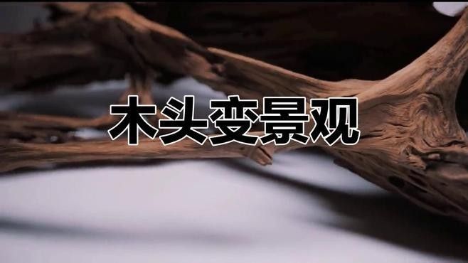 如何選擇合適的沉木進行裝飾？（如何選擇合適的沉木進行裝飾） 如何選擇合適的沉木進行裝飾？（如何選擇合適的沉木進行裝飾） 龍魚百科 第3張
