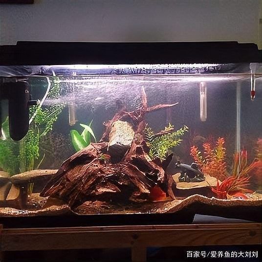 如何選擇合適的沉木進行裝飾？（如何選擇合適的沉木進行裝飾） 如何選擇合適的沉木進行裝飾？（如何選擇合適的沉木進行裝飾） 龍魚百科 第7張