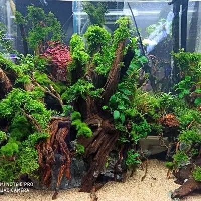 如何選擇合適的沉木進行裝飾？（如何選擇合適的沉木進行裝飾） 如何選擇合適的沉木進行裝飾？（如何選擇合適的沉木進行裝飾） 龍魚百科 第5張