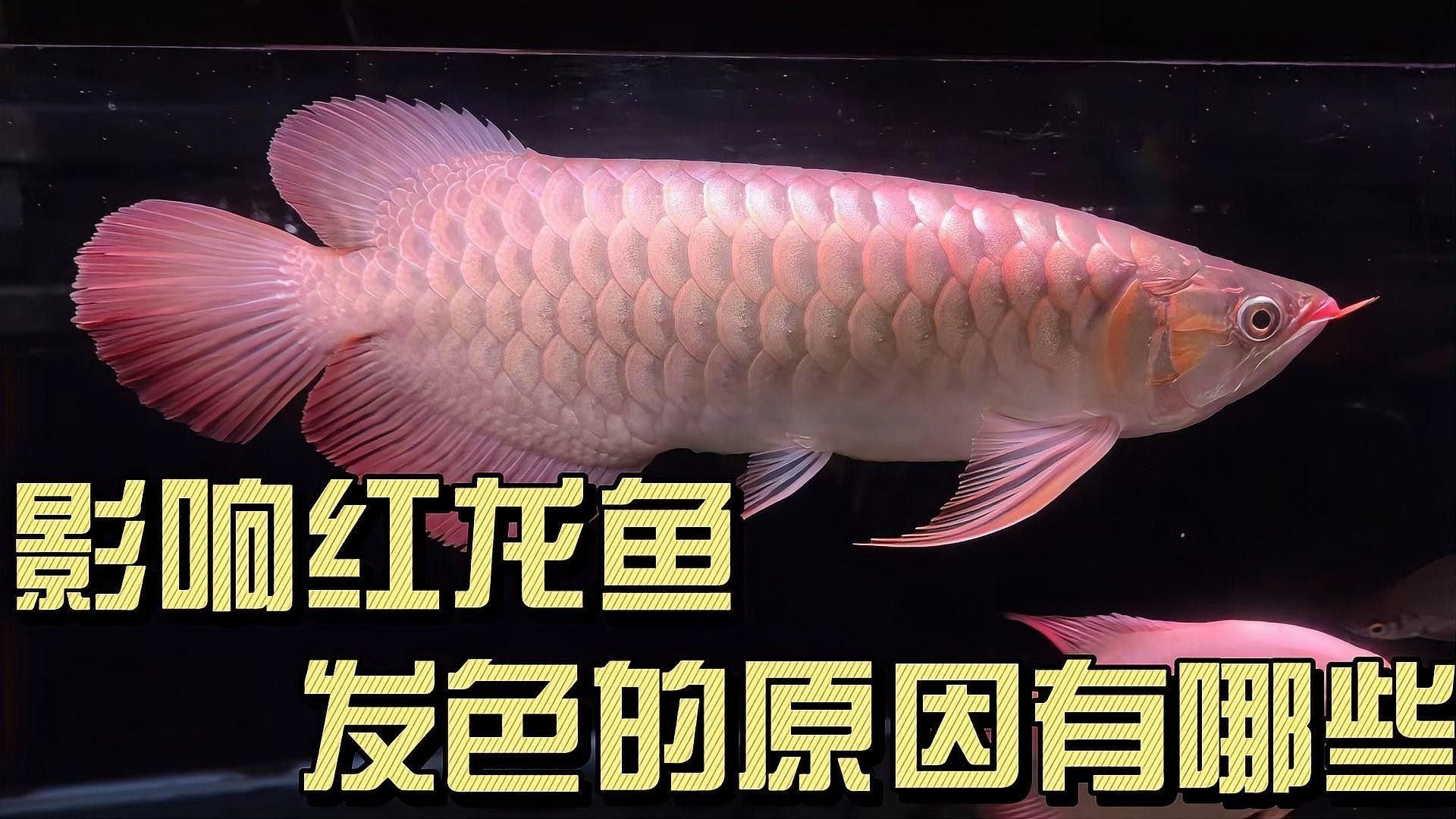 紅龍魚發(fā)色過程中的常見問題（紅龍魚發(fā)色的原因及解決方案）