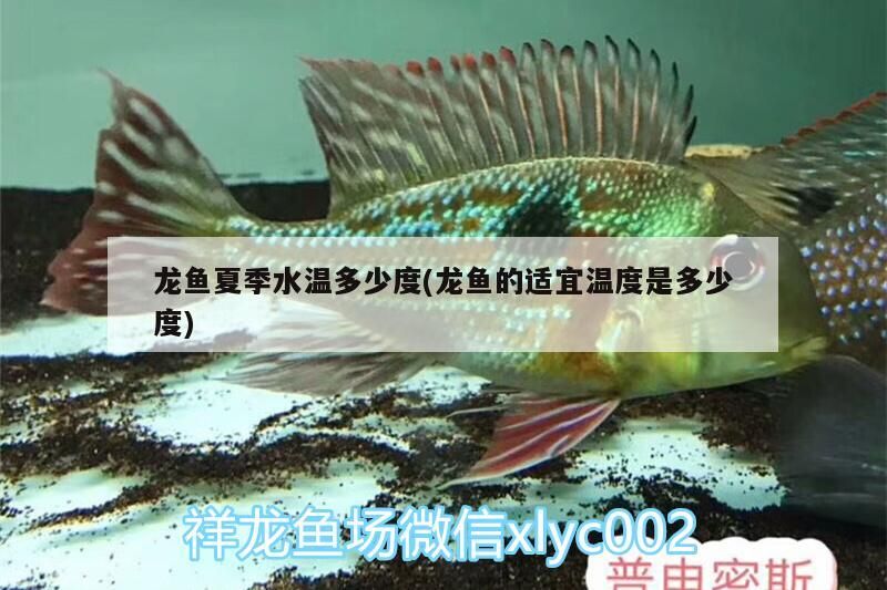 龍魚夏季水溫多少度(龍魚的適宜溫度是多少度) 龍魚夏季水溫多少度(龍魚的適宜溫度是多少度) 觀賞魚百科