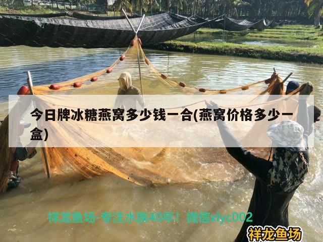 金龍魚發色燈照時間（金龍魚發色用什么燈）（養殖金龍魚的技巧）