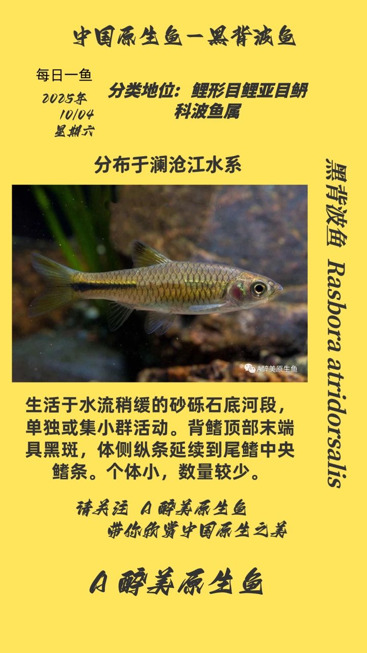 黑背波魚（黑背波魚是一種在淡水環境中常見的魚類，體重可達3至5公斤） 黑背波魚（黑背波魚是一種在淡水環境中常見的魚類，體重可達3至5公斤） 龍魚論壇