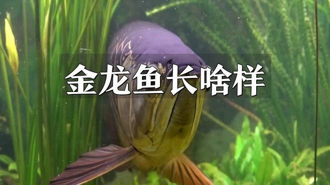 如何區(qū)分翹嘴魚和金龍魚（嘴魚和金龍魚是兩種非常相似的魚類，如何區(qū)分翹嘴和白條的區(qū)別）