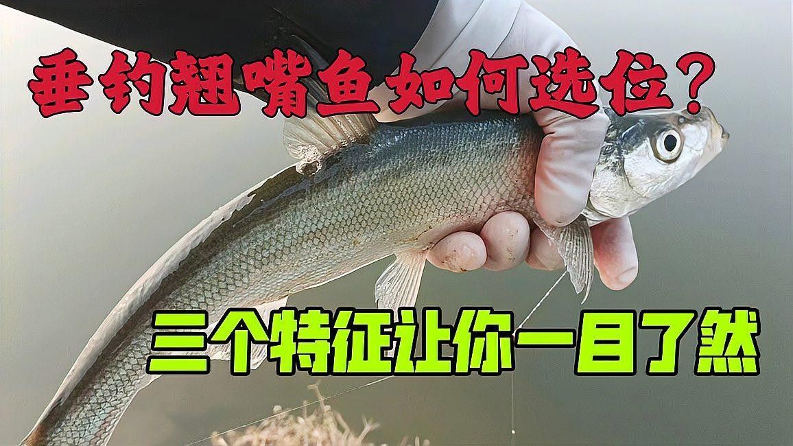 如何區(qū)分翹嘴魚和金龍魚（嘴魚和金龍魚是兩種非常相似的魚類，如何區(qū)分翹嘴和白條的區(qū)別）