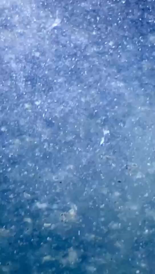 懷念（懷念曾經(jīng)的小魚，a再、不在乎/評論：懷舊情緒管理的策略） 懷念（懷念曾經(jīng)的小魚，a再、不在乎/評論：懷舊情緒管理的策略） 龍魚論壇