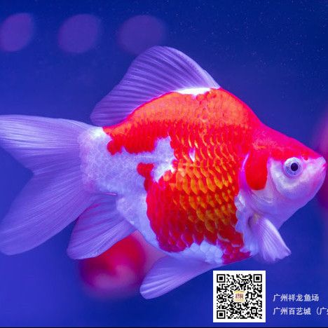 臨汾水族館50出頭印尼紅龍（臨汾水族館50出頭印尼紅龍，是該館中備受矚目的珍稀物種之一）