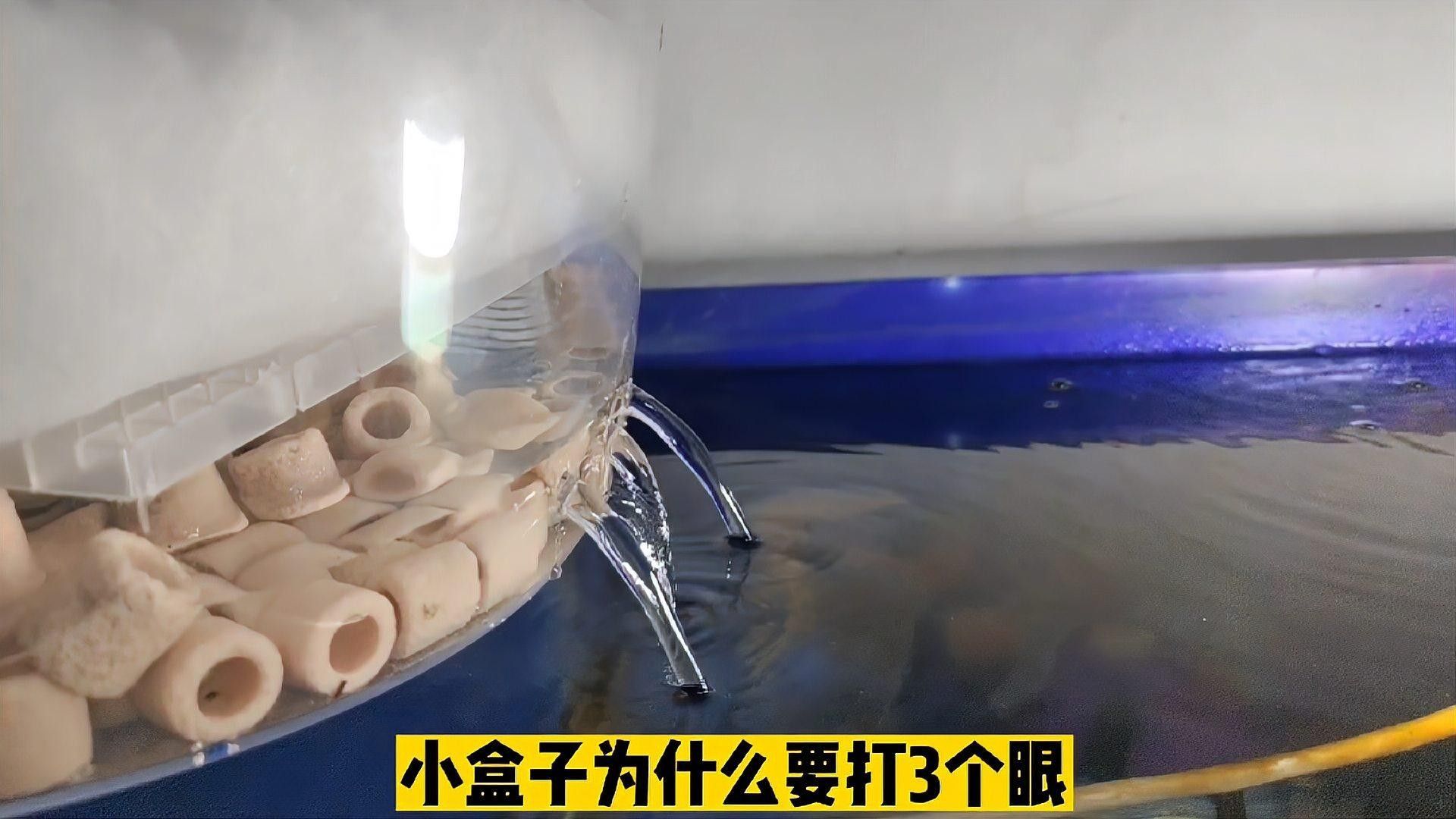 六角恐龍魚缸需要過濾嗎？（六角恐龍怎么養）