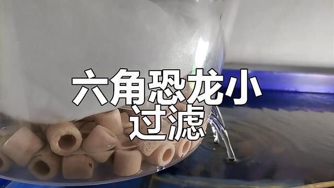 六角恐龍魚缸需要過濾嗎？（六角恐龍怎么養）