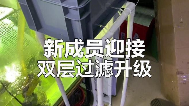 六角恐龍魚缸需要過濾嗎？（六角恐龍怎么養）