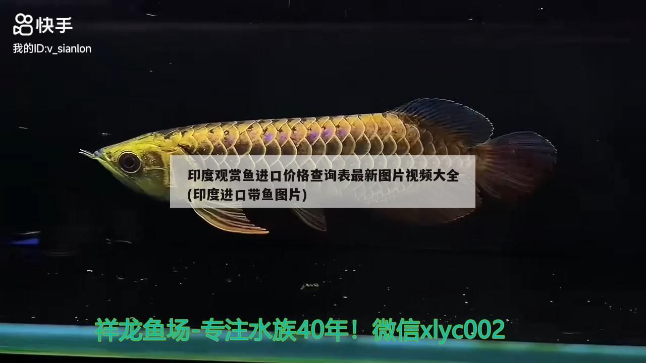 印度觀賞魚進口價格查詢表最新圖片視頻大全(印度進口帶魚圖片)