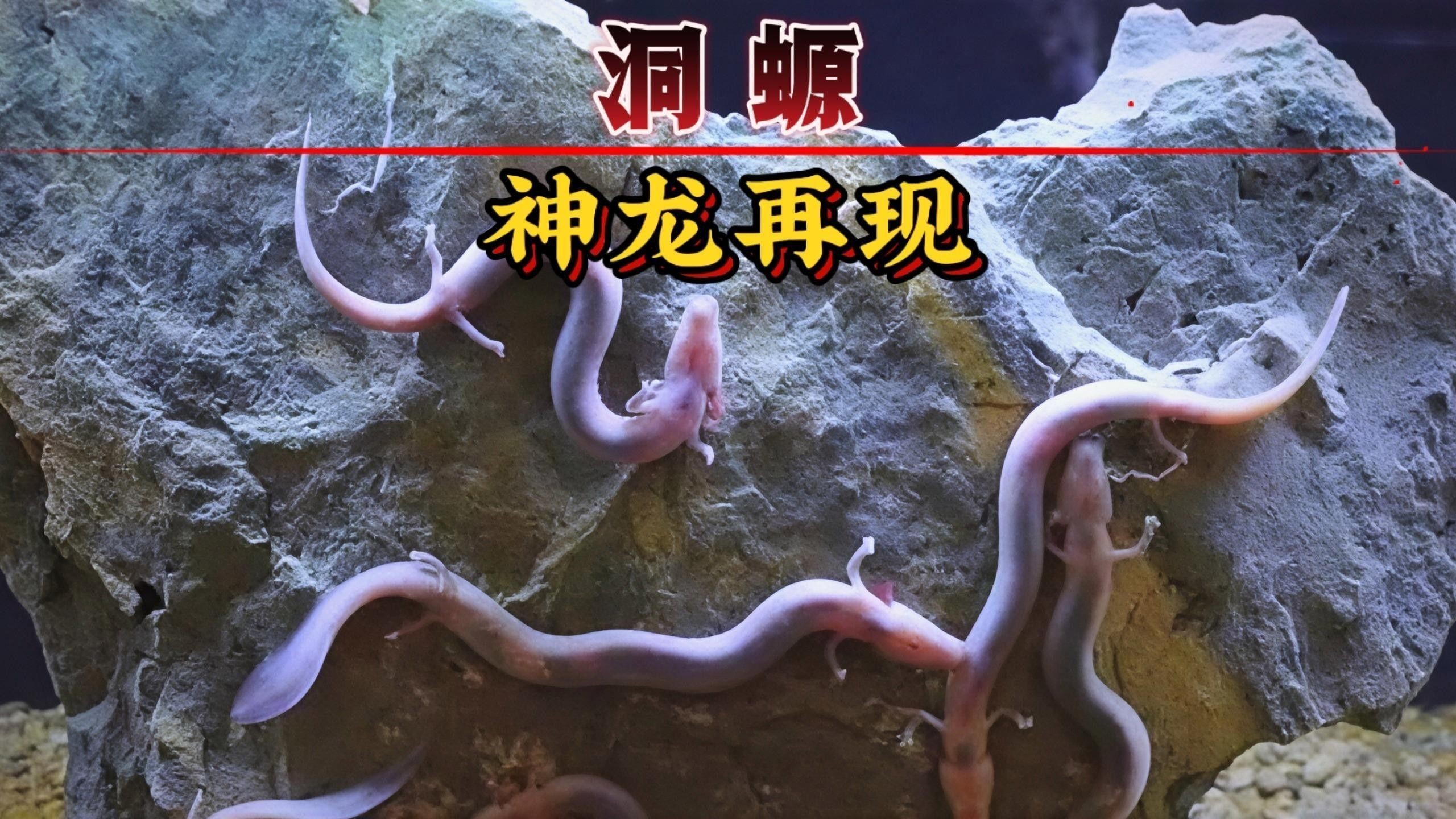 如何為曼龍魚提供天然洞穴（為曼龍魚提供天然洞穴的建議）