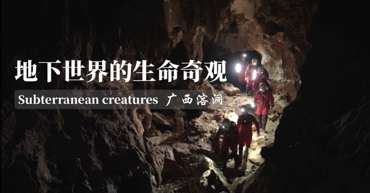 如何為曼龍魚提供天然洞穴（為曼龍魚提供天然洞穴的建議）