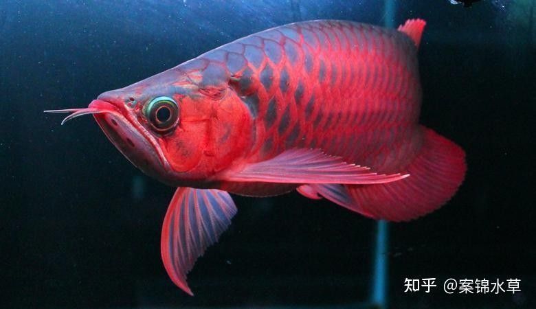印尼小紅龍魚需要多大的魚缸（印尼小紅龍魚怎么養(yǎng)紅龍魚一缸可以養(yǎng)幾條王小乖養(yǎng)魚圈子）