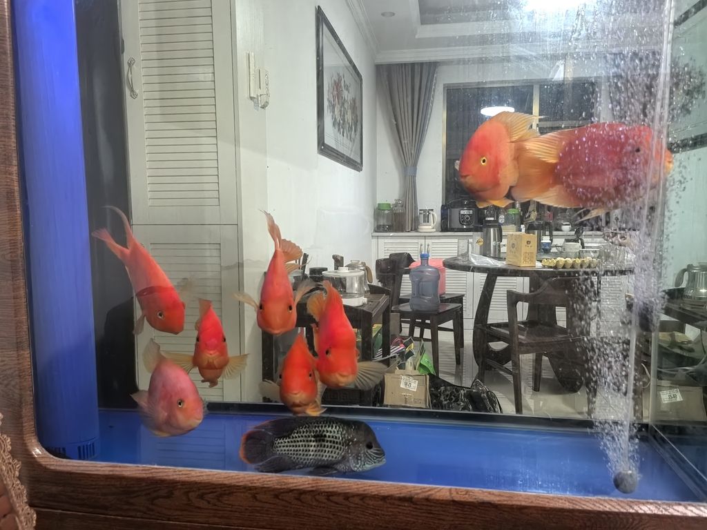 歡迎新魚入缸：藍寶石（新魚入缸：藍寶石）