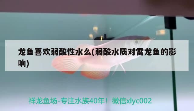 龍魚品種有多少，白化龍魚哪個品種最好（白化龍魚哪個品種最好，泗水紅龍超神）